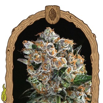 Malasana Cookies (Exotic Seed) Feminizowane