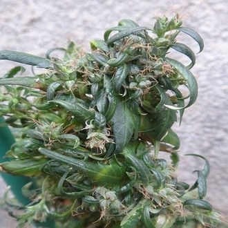 Hokkaido Japan Hemp (ACE Seeds) regularne