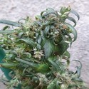 Hokkaido Japan Hemp (ACE Seeds) regularne