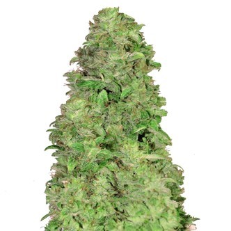 CBD Auto 20:1 (FastBuds) feminizowane