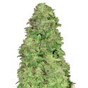 CBD Auto 20:1 (FastBuds) feminizowane