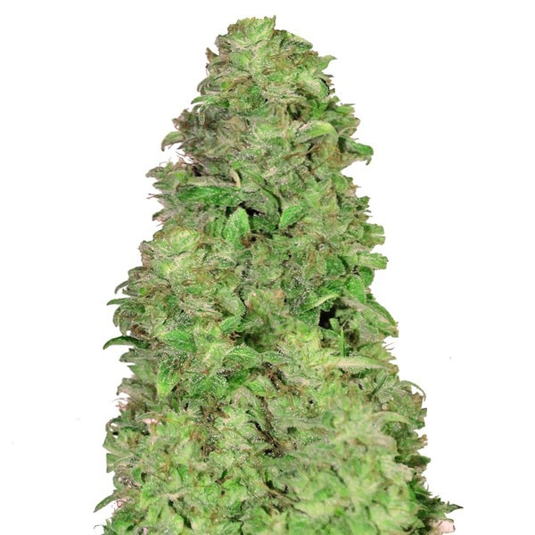 CBD Auto 20:1 (FastBuds) feminizowane