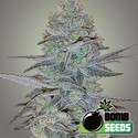 Cosmic Bomb Auto (Bomb Seeds) feminizowane