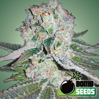 Banana Bomb (Bomb Seeds) feminizowane