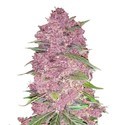 Purple Lemonade Automat (FastBuds) Feminizowane