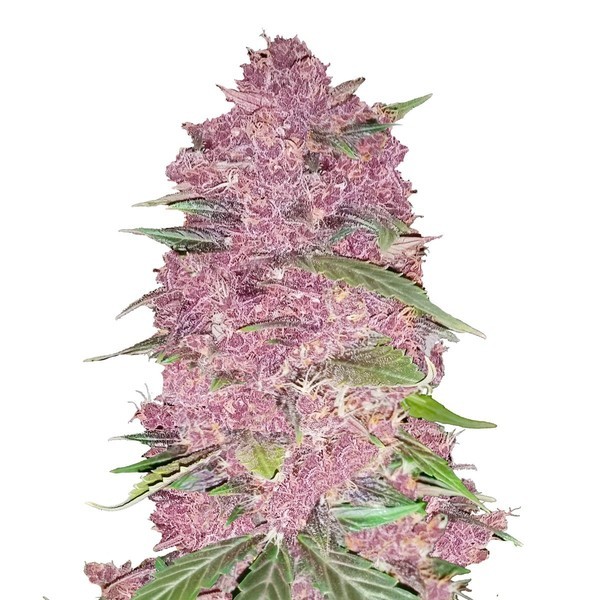 Purple Lemonade Automat (FastBuds) Feminizowane