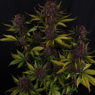 Purple Lemonade Automat (FastBuds) Feminizowane
