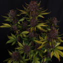 Purple Lemonade Automat (FastBuds) Feminizowane
