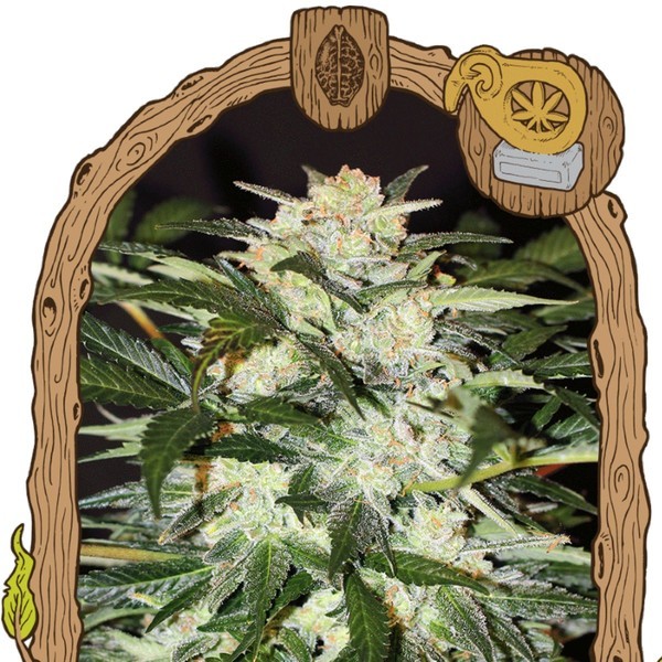 Monster Mash (Exotic Seed) feminizowane