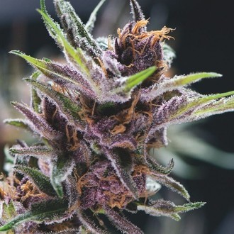 Black Cherry Punch (Pyramid Seeds) feminizowane