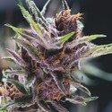 Black Cherry Punch (Pyramid Seeds) feminizowane