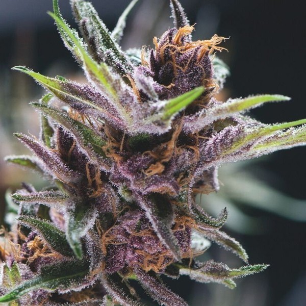 Black Cherry Punch (Pyramid Seeds) feminizowane