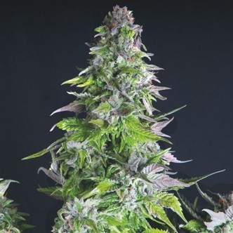 Romulan (Pyramid Seeds) feminizowane