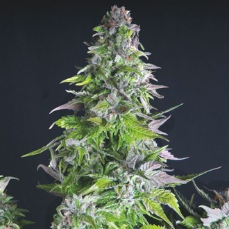 Romulan (Pyramid Seeds) feminizowane