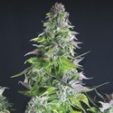 Romulan (Pyramid Seeds) feminizowane