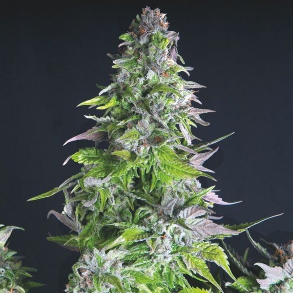 Romulan (Pyramid Seeds) feminizowane