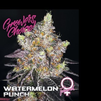Watermelon Punch (Growers Choice) feminizowane