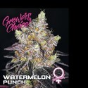 Watermelon Punch (Growers Choice) feminizowane