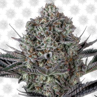 Dos Si Dos 33 (Barney's Farm) feminizowane