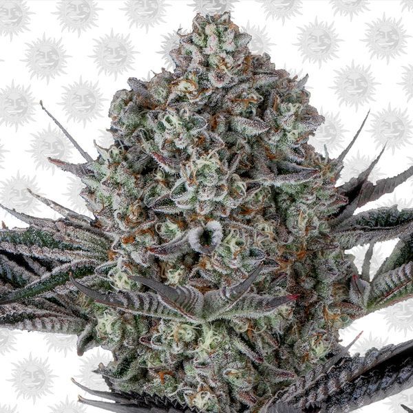 Dos Si Dos 33 (Barney's Farm) feminizowane