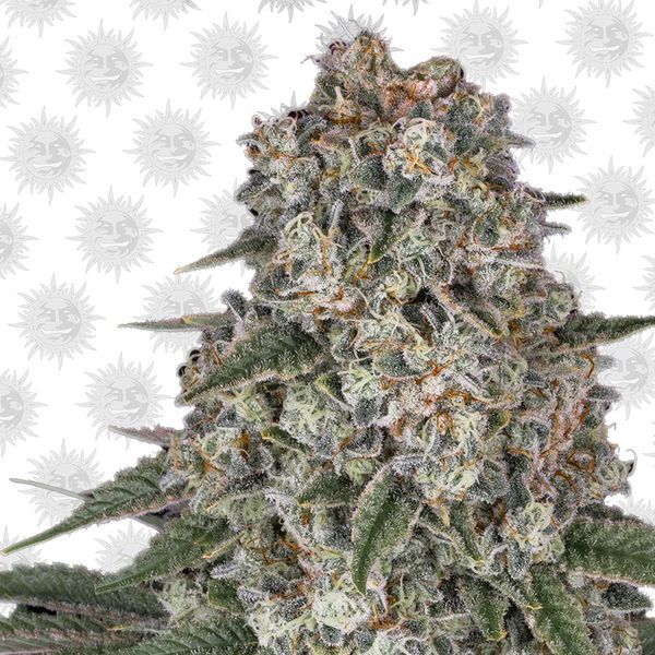 Tropicanna Banana (Barney's Farm) nasiona feminizowane