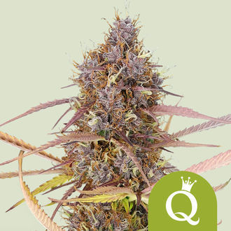 Purple Queen Automat (Royal Queen Seeds) nasiona marihuany feminizowane