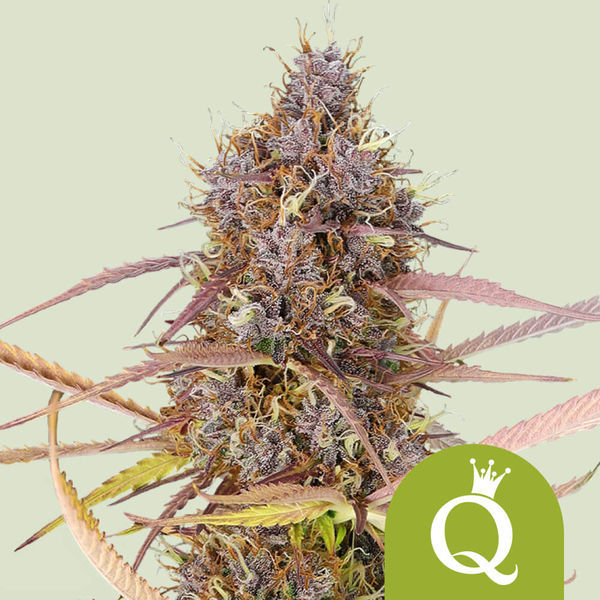 Purple Queen Automat (Royal Queen Seeds) nasiona marihuany feminizowane
