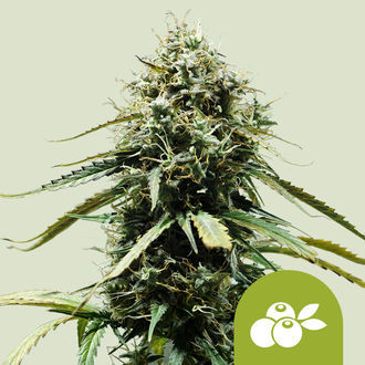 Haze Berry Automat (Royal Queen Seeds) feminizowane