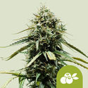 Haze Berry Automat (Royal Queen Seeds) feminizowane