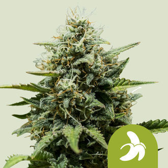 Fat Banana Auto (Royal Queen Seeds) feminizowane