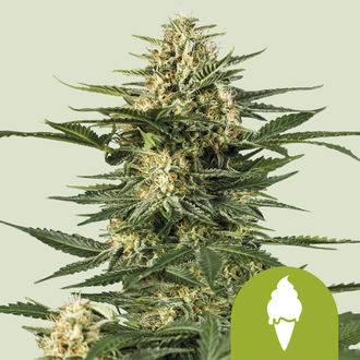 Green Gelato Automat (Royal Queen Seeds) feminizowane