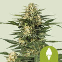 Green Gelato Automat (Royal Queen Seeds) feminizowane