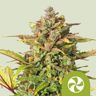 Sweet ZZ Automat (Royal Queen Seeds) nasiona marihuany feminizowane