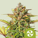 Sweet ZZ Automat (Royal Queen Seeds) nasiona marihuany feminizowane