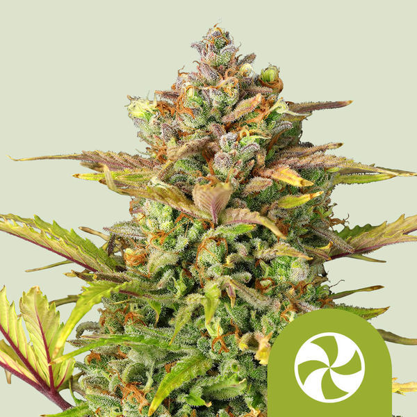 Sweet ZZ Automat (Royal Queen Seeds) nasiona marihuany feminizowane