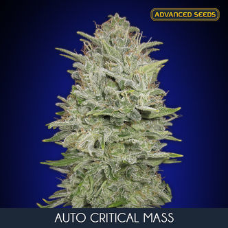 Auto Critical Mass (Advanced Seeds) feminizowane