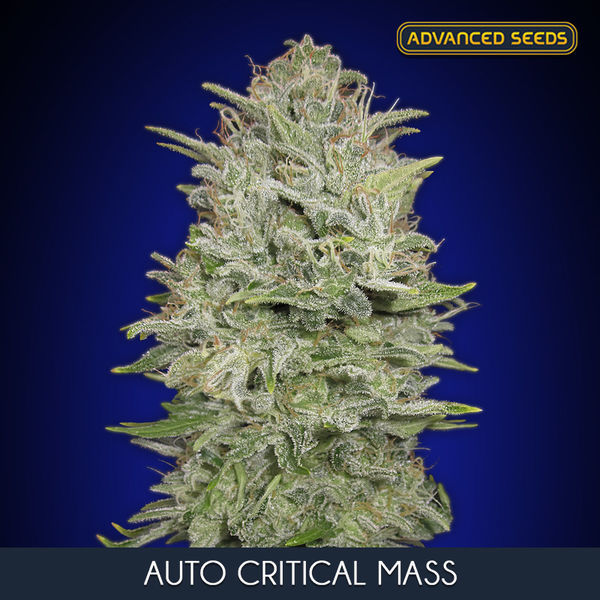 Auto Critical Mass (Advanced Seeds) feminizowane