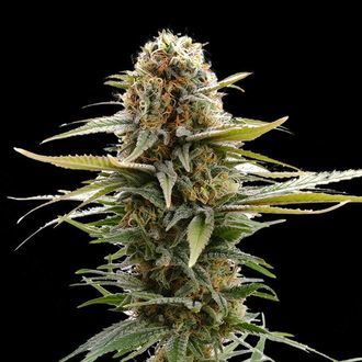 GSC (Kannabia) feminizowane