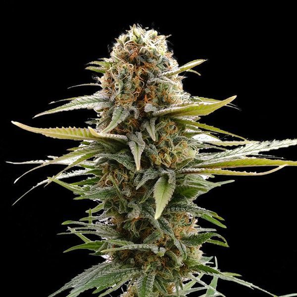 GSC (Kannabia) feminizowane