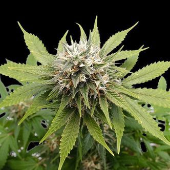 Silver Widow (Kannabia) feminizowane