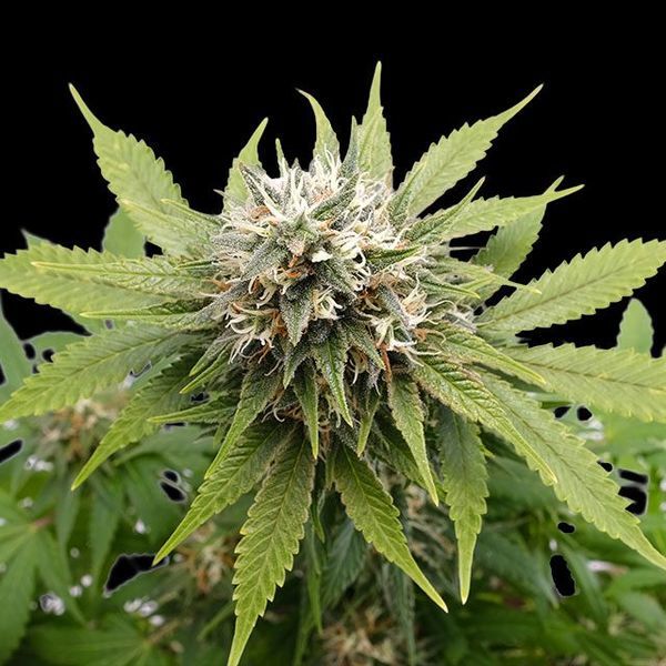 Silver Widow (Kannabia) feminizowane