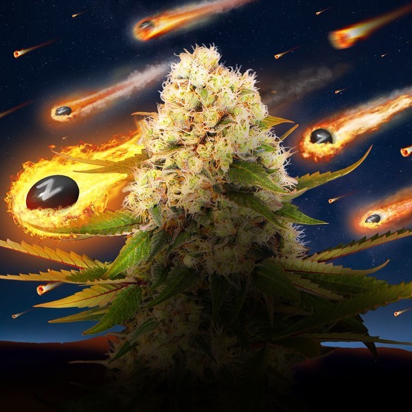 Black ZZ (Exotic Seed x Zamnesia) feminizowane