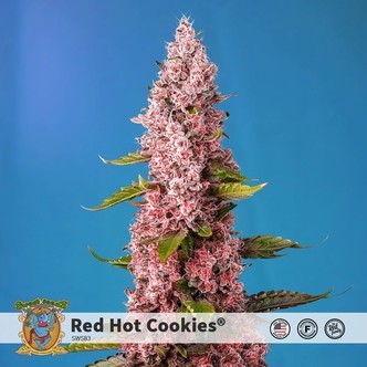Red Hot Cookies (Sweet Seeds) feminizowane