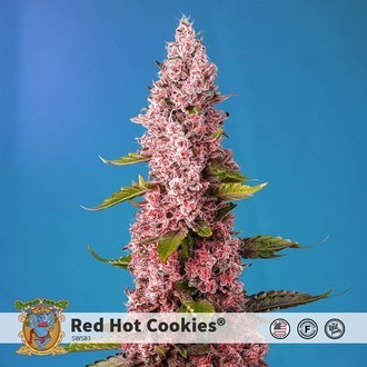 Red Hot Cookies (Sweet Seeds) feminizowane
