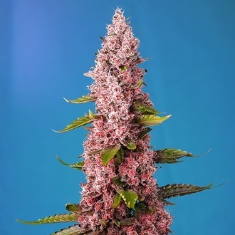 Red Hot Muffin (Sweet Seeds) feminizowane