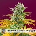 Gorilla Girl - F1 Fast Version (Sweet Seeds) feminizowane