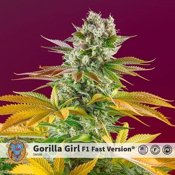 Gorilla Girl - F1 Fast Version (Sweet Seeds) feminizowane