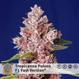 Tropicanna Poison - F1 Fast Version (Sweet Seeds) feminizowane