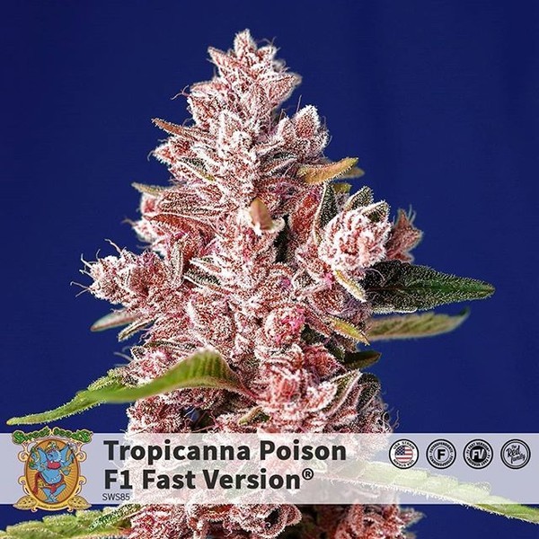 Tropicanna Poison - F1 Fast Version (Sweet Seeds) feminizowane
