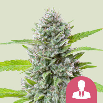 El Patron (Royal Queen Seeds) feminizowane